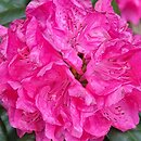 Rhododendron hort. Homer II