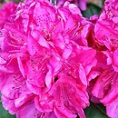 Rhododendron hort. Homer I