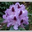 Rhododendron hort. Humboldt