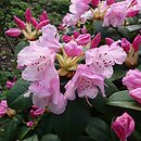 Rhododendron hort. Jackwill