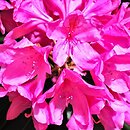 Rhododendron hort. Kalinka