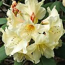 Rhododendron hort. Karibia
