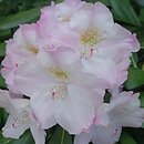 Rhododendron hort. Ken Janeck