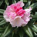 Rhododendron hort. Kings Ride