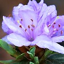 Rhododendron hort. Krumlov