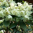 Rhododendron hort. Lachgold