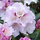 Rhododendron hort. Lamentosa
