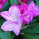 Rhododendron hort. Lanzette