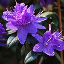 Rhododendron hort. Lauretta