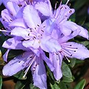 Rhododendron hort. Lavendula