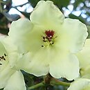 Rhododendron hort. Linsweger Gold
