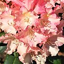 Rhododendron hort. Loreley