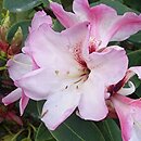 Rhododendron hort. Ludwik Schröder