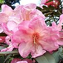 Rhododendron hort. Malwine