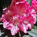 Rhododendron hort. Marlis