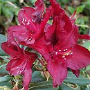 Rhododendron hort. Matador