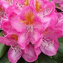 Rhododendron hort. Midsummer