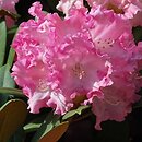 Rhododendron hort. Maifreude