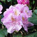 Rhododendron hort. Mims