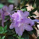 Rhododendron hort. Moerheim