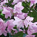 Rhododendron hort. Moerheim's Pink