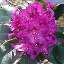 Rhododendron hort. Myrte