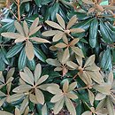 Rhododendron hort. Neat-O