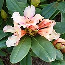 Rhododendron hort. Norfolk Candy