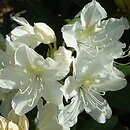 Rhododendron hort. Nr. 100