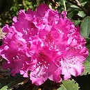 Rhododendron hort. Nr. 78