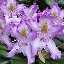 Rhododendron hort. Panenka