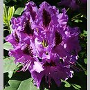 Rhododendron hort. Peter Alan