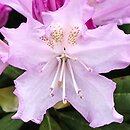 Rhododendron hort. Pohjola's Daughter