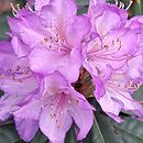 Rhododendron hort. Profesor Doktor Drude
