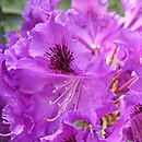 Rhododendron hort. Rasputin