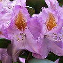 Rhododendron hort. Ricarda