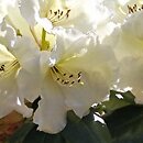Rhododendron hort. Rothenburg