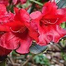 Rhododendron hort. Rotkäppchen