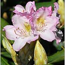 Rhododendron hort. Saint Michel