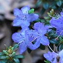 Rhododendron hort. Sapphire
