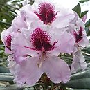 Rhododendron hort. Sapporo
