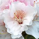 Rhododendron hort. Schneekrone