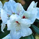 Rhododendron hort. Schneespigel