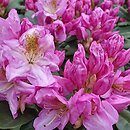 Rhododendron hort. Scintillation