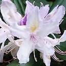 Rhododendron hort. Septembercharm