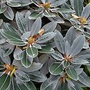 Rhododendron hort. Silbervelourst
