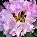 Rhododendron hort. Silbervolke