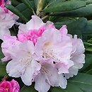 Rhododendron hort. Silver Lady