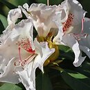 Rhododendron hort. Simona