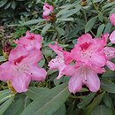 Rhododendron hort. Sneezy